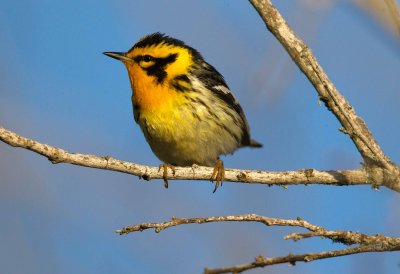 Blackburnian Warbler