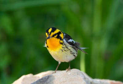 Blackburnian Warbler