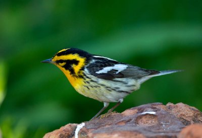 Blackburnian Warbler