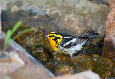 Blackburnian Warbler