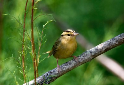 Worm Eating Warbler