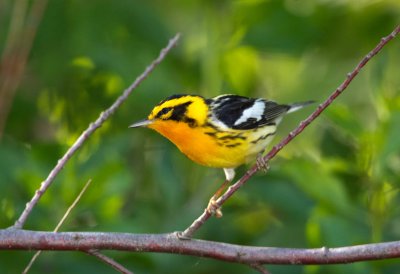 Blackburnian Warbler