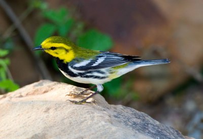 Black Throated Green Warbler