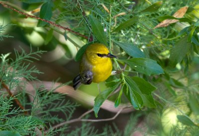 Blue Winged Warbler