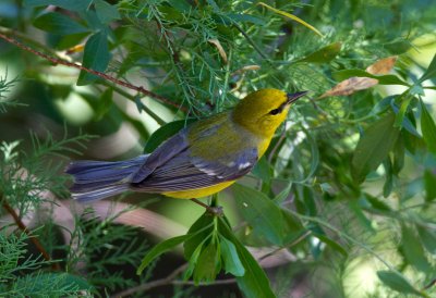 Blue Winged Warbler