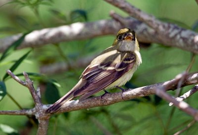 Acadian Flycatcher