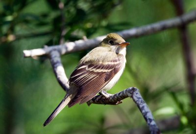 Acadian Flycatcher