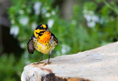 Blackburnian Warbler