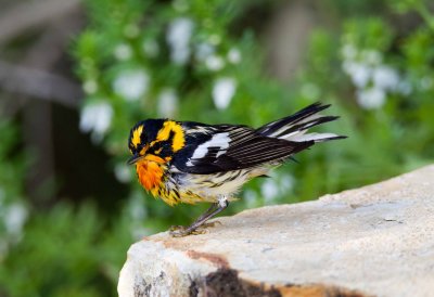 Blackburnian Warbler