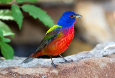 Painted Bunting