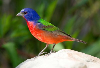 Painted Bunting