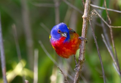 Painted Bunting