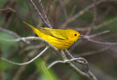 Yellow Warbler