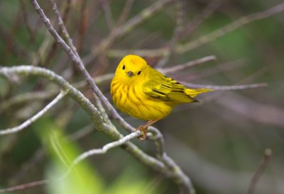 Yellow Warbler