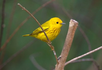 Yellow Warbler