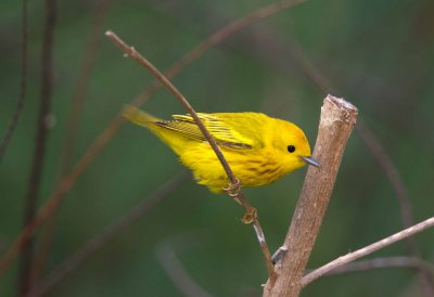 Yellow Warbler