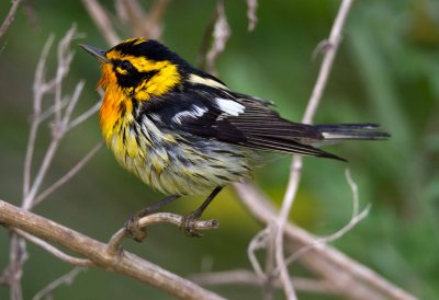 Blackburnian Warbler