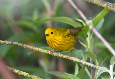 Yellow Warbler