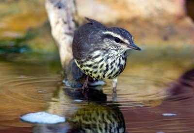 Northern Waterthrush