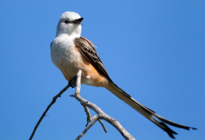 Scissor tailed Flycatcher