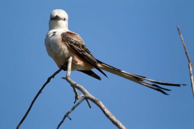 Scissor tailed Flycatcher