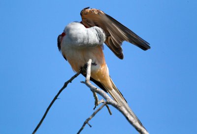 Scissor tailed Flycatcher