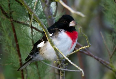 Rose Breasted Grosbeak