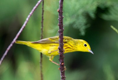 Yellow Warbler