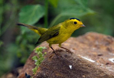 Wilsons Warbler