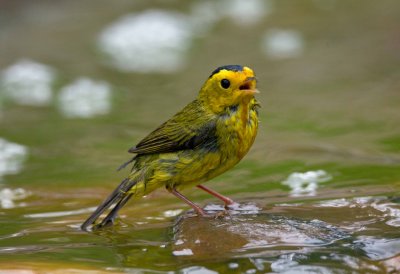 Wilsons Warbler