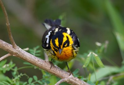 Blackburnian Warbler