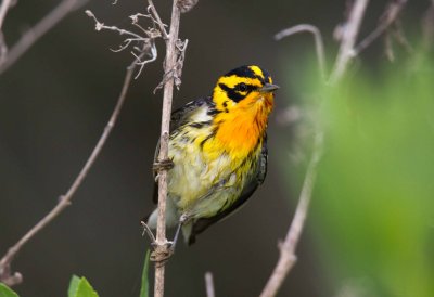 Blackburnian Warbler