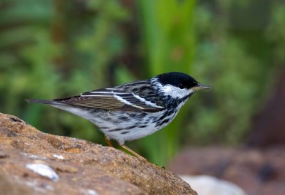 Blackpoll Warbler