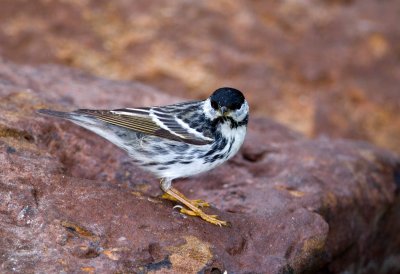 Blackpoll Warbler