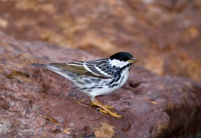 Blackpoll Warbler