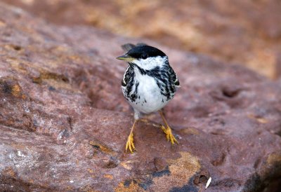 Blackpoll Warbler