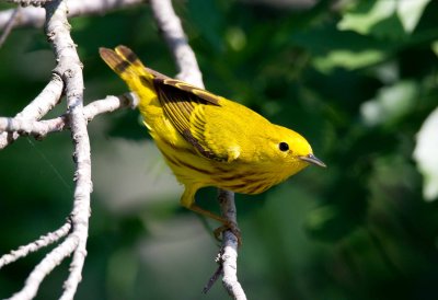 Yellow Warbler