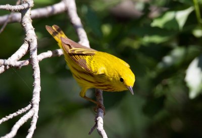 Yellow Warbler