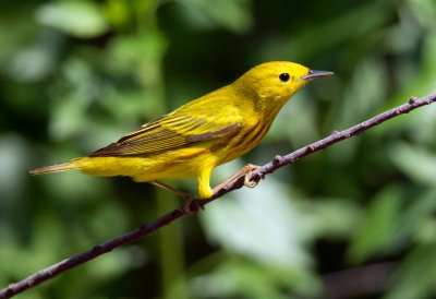 Yellow Warbler