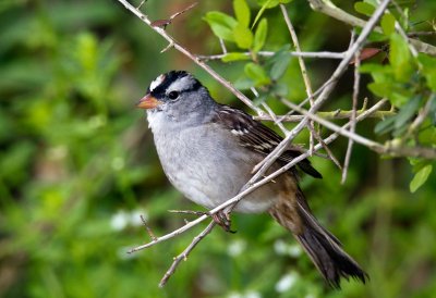 White Crowned Sparrow