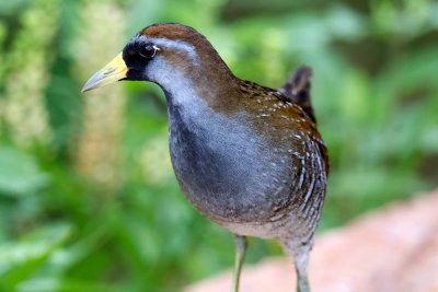 Sora