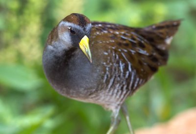 Sora