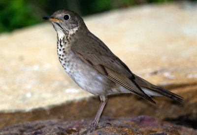 Gray Cheeked Thrush