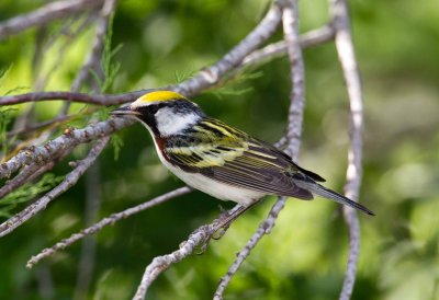 Chestnut Sided Warbler