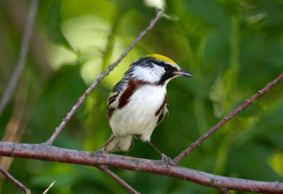 Chestnut Sided Warbler