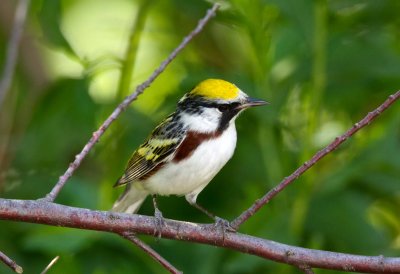 Chestnut Sided Warbler