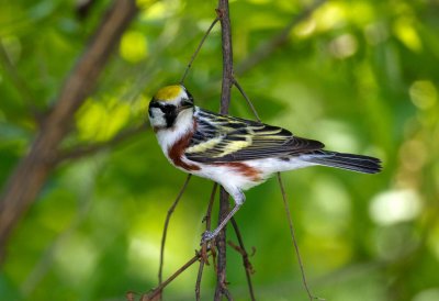 Chestnut Sided Warbler