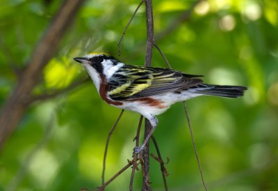 Chestnut Sided Warbler