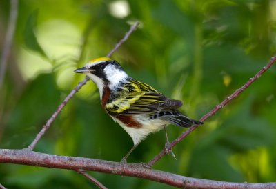 Chestnut Sided Warbler