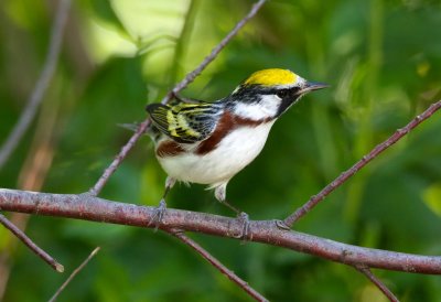 Chestnut Sided Warbler
